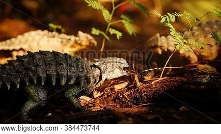 Ankylosaurus Is A Herbivore Genus Of Armored Dinosaur, The Dinosaur From The Very End Of The Cretace