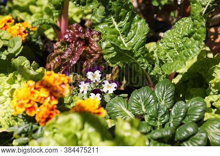 A Close Up View Of A Home Grown Garden Featuring Lettuce, Silverbeet, Spinach, Marigolds And Violas 