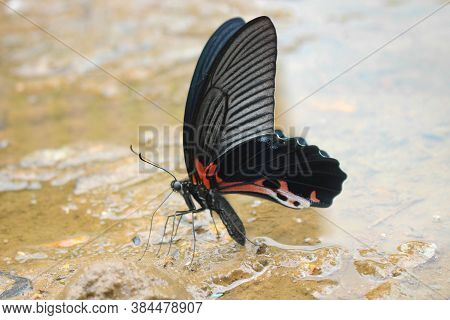 The Most Beautyfull Butterfly White Background Asia Butterfly