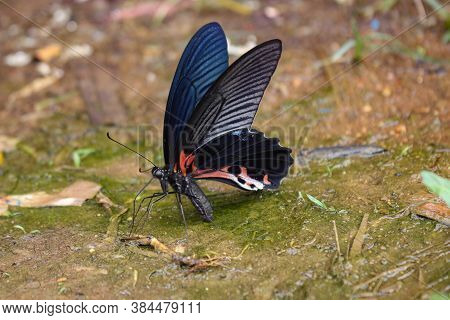 The Most Beautyfull Butterfly White Background Asia Butterfly