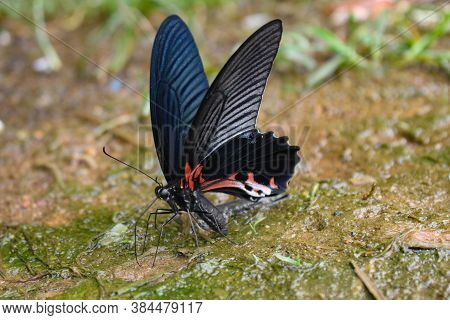 The Most Beautyfull Butterfly White Background Asia Butterfly