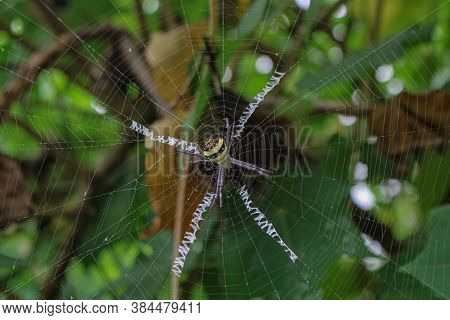 The Most Beatyfull Spider,spider Siting On The Net,spider In Asia