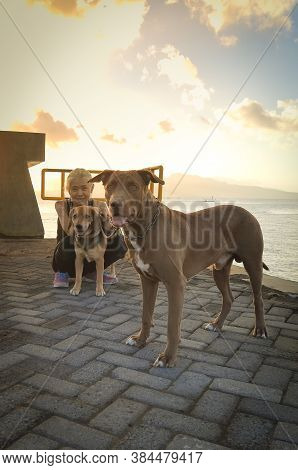 Banyuwangi, Indonesia - July 27, 2020  : A Woman With The Dogs Walking At New Marina Boom Beach Bany