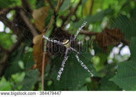 The Most Beatyfull Spider,spider Siting On The Net,spider In Asia