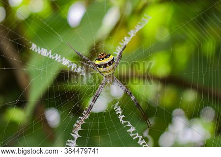 The Most Beatyfull Spider,spider Siting On The Net,spider In Asis
