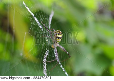 The Most Beatyfull Spider,spider Siting On The Net,spider In Asis