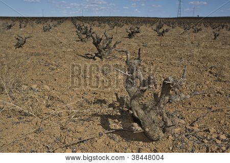 Vigneti nudi nella stagione invernale