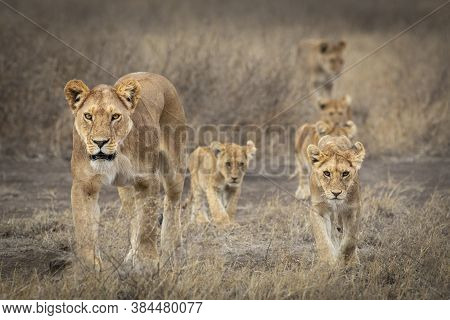 Lioness And Small Lion Cubs Walking Through Dry Bush In Ndutu In Tanzania