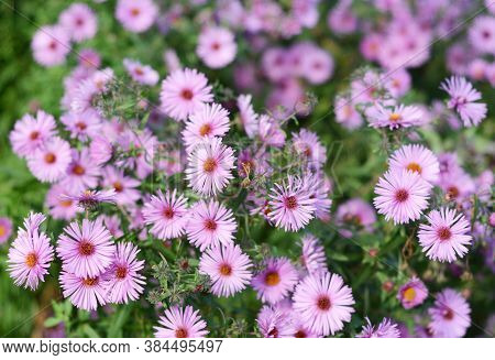 A Close-up On A Pink Aster Dumosus Flowering Plant, Bushy Aster Richly Blooming In Autumn.