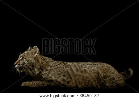 Bobcat