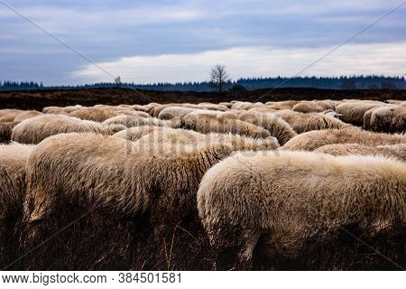 A Herd Of Sheep In Nunspeet, The Netherlands