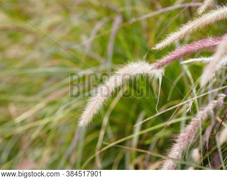 Gramineae Setaria Verticillate Panicum Verticillatum Flower Booming In Meadow On Nature Background