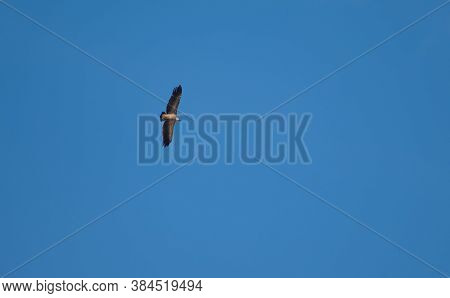 Griffon vulture Gyps fulvus in flight. Natural Park of the Mountains and Canyons of Guara. Huesca. Aragon. Spain.