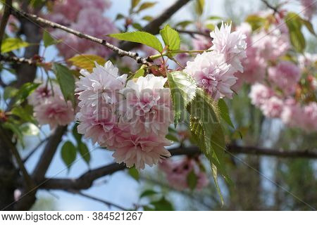 Fresh Leaves And Double Pink Flowers Of Sakura In April