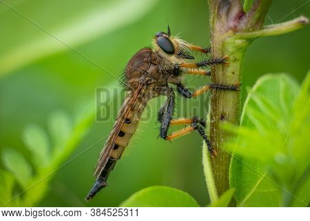 A Profile View Of A Red-footed Cannibalfly (promachus Rufipes) Resting On A Stem. Raleigh, North Car