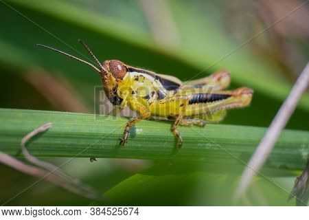 Red-legged Grasshopper (melanoplus Femurrubrum). Raleigh, North Carolina.