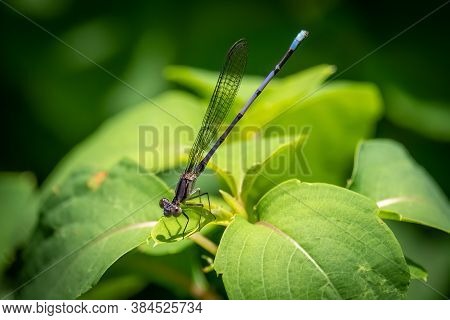 Violet Dancer (argia Fumipennis Ssp. Violacea). Raleigh, North Carolina.