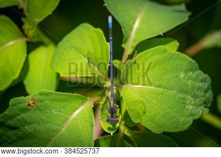 To View Of A Violet Dancer (argia Fumipennis Ssp. Violacea). Raleigh, North Carolina.