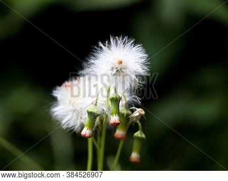 Flower Of Fire Weed Or Red Flower Ragleaf