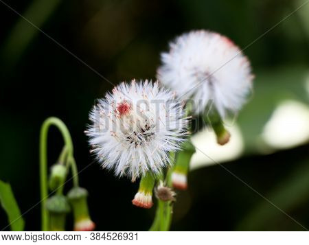 Flower Of Fire Weed Or Red Flower Ragleaf