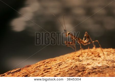 Miomantis ninfa