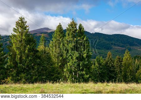 Spruce Trees On The Meadow In Mountains. Dry And Sunny September Weather With Clouds On Thesky. Borz