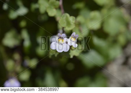 Kenilworth Ivy Small Flowers - Latin Name - Cymbalaria Muralis
