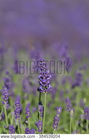 English Lavender Ellagance Purple - Latin Name - Lavandula Angustifolia Ellagance Purple