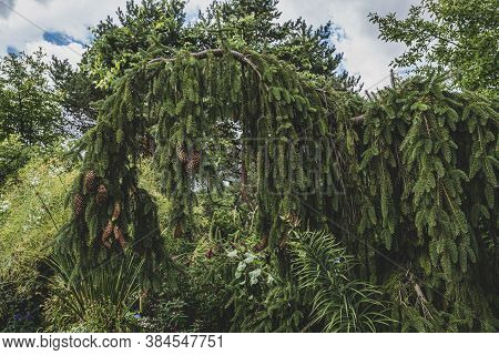 Evergreen Tree Is Sagging From Age With Pine Cones
