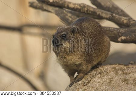 The Rock Hyrax (procavia Capensis) In Zoo.