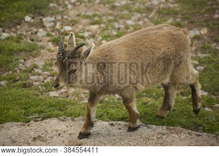 Steinbock. Alpine Ibex (capra Ibex) In Zoo. Baby.