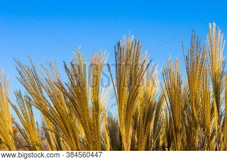 Chinese Silver Grass, Maiden Grass, Miscanthus Chinese, Miscanthus Sinensis Illuminated By Soft Even