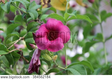 Red Savlon Mandevilla Flower On The Branch Of Green Tree. The Brilliant Mandevilla Flowers Add A Tro