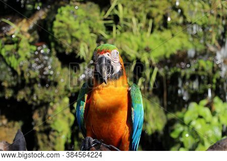 Macaw Bird Perched On The Dry Timber With Nature Background. It Is A Large Long-tailed Parrot With B
