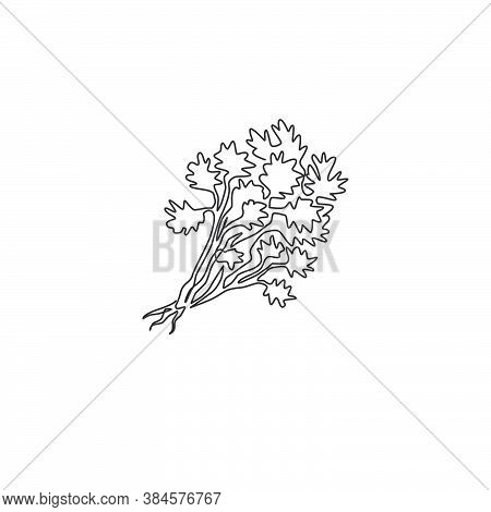 Single Continuous Line Drawing Of Tied Bunch Healthy Organic Coriander Leaf For Logo Identity. Fresh