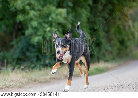 Happy Dog Is Running With Flappy Ears, Appenzeller Sennenhund