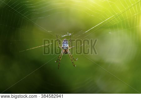 Female Spider Metellina Mengei Sits In The Center Of Her Web