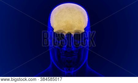 Human Skeleton Skull Frontal Bone Anatomy For Medical Concept