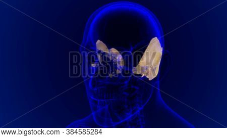 Human Skeleton Skull Temporal Bone Anatomy For Medical Concept