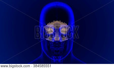 Human Skeleton Skull Occipital Bone Anatomy For Medical Concept