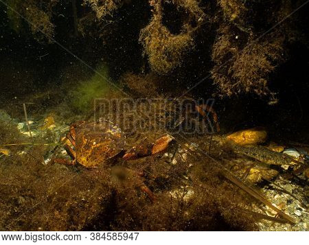 A Closeup Picture Of A Crab In A Beautiful Marine Environment. Picture From Oresund, Malmo In Southe