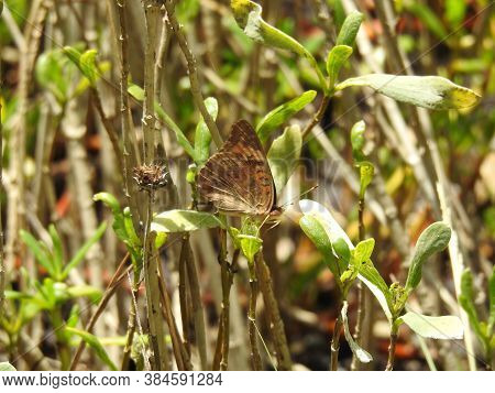 A Pearl Crescent Butterfly In Green Leaf