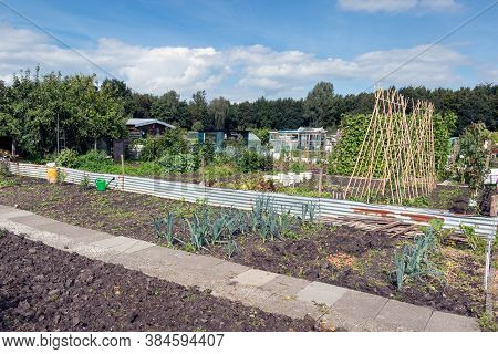 Dutch Allotment Garden In Autumn With Bean Stakes And Leek, A Part Of The Garden Is Already Harveste