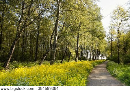 Rapeseed Growing Along A Footpath In The Nature Reserve Alblasserbos Near The Dutch Village Wijngaar