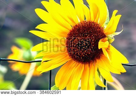 Sunflower Growing In The Garden. Close Up Of Sunflower With Petals Flutting In The Wind.