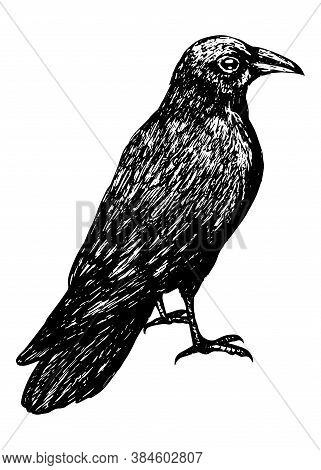Sketch Of A Crow Black Outline On A White Background Isolated, Stock Vector Illustration For Design 