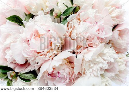 Bouquet Of A Lot Of Peonies Of Pink Color Close Up. Flat Lay, Top View. Peony Flower Texture.