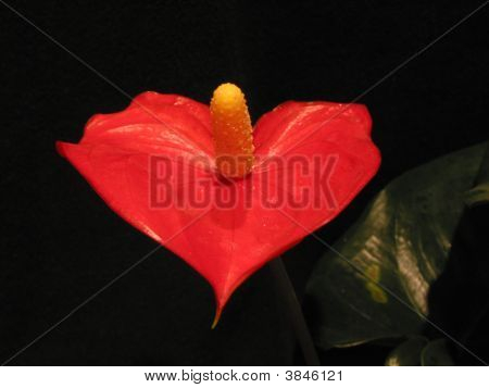 Anthurium