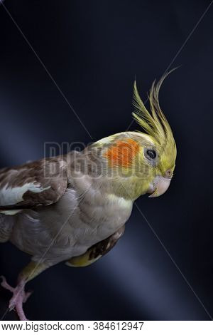 Parrot Cockatiel Close-up On Black Background, Parrot Cockatiel
