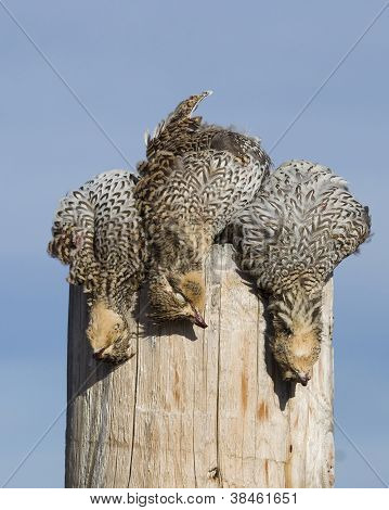 Sharptailed Grouse